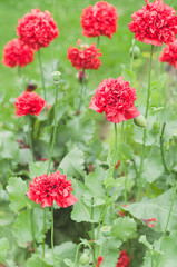 Poppy flowers in the garden © alexpolo