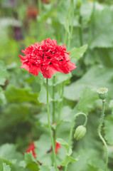 Single poppy flower against green background © alexpolo