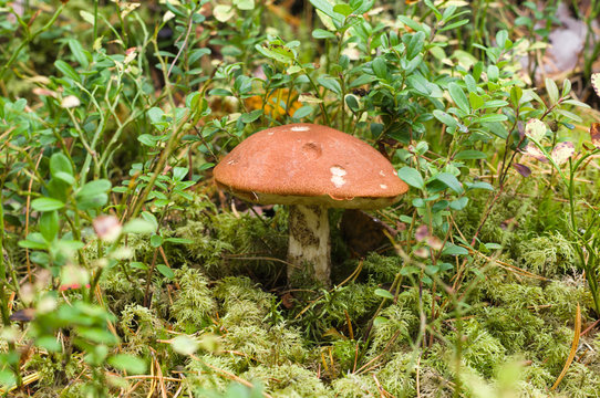 Orange-cup mushroom (Leccinum Aurantiacum) in green moss