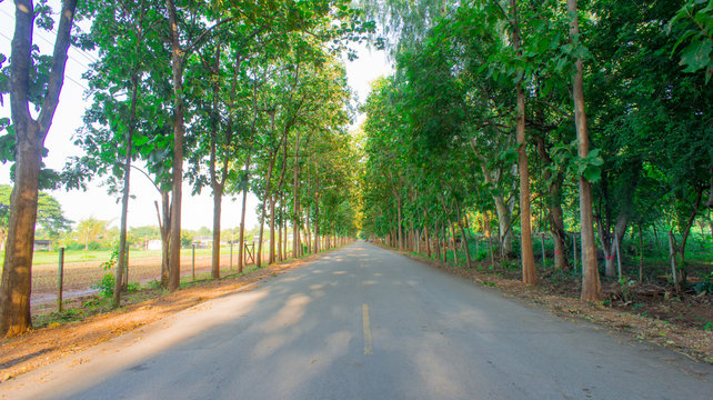 Many teak along the road. The popular place for take a photo at Khonkaen university, Thailand.