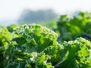 Grünkohl - Grünkohlpflanze - Gemüse - Kohl - Biogemüse - gruen