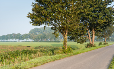 Country road with trees in early morning sunlight