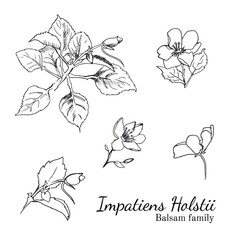 Busy Lizzy parts of plant sketches set