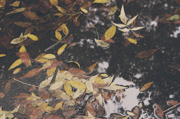 Background Texture of Yellow Soft Colored  Leaves in Puddle, Autumn Leaf Background. Faded Leaves in November.