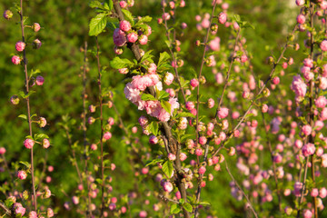 Branch With Little Pink Flowers, Flowers In The Garden At Spring
