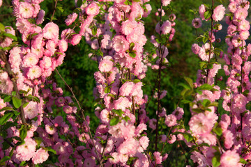Branch With Little Pink Flowers, Flowers In The Garden At Spring