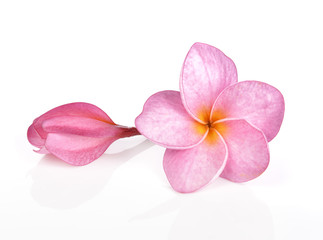 Roze plumeria bloemen geïsoleerd op een witte achtergrond