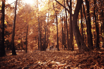 autumn landscape in nature