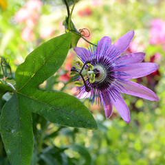 Blumen 453