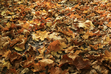 fallen yellow autumn leaves background, texture