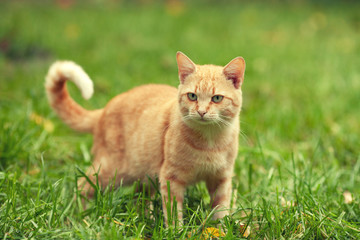 Naklejka na ściany i meble Red cat walking on the grass