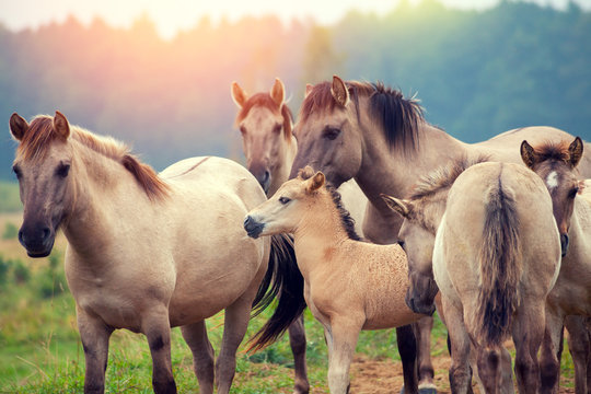 Herd Of Wild Horses On The Meadow At Sunset