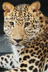 Fototapeta na wymiar large beautiful leopard