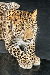 large beautiful leopard
