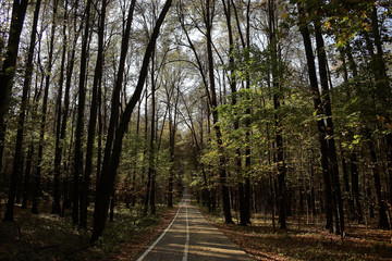 Fototapeta premium background trees in the forest