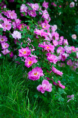 Fototapeta premium beautiful pink rose blooming in garden
