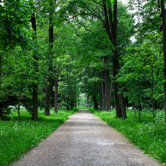Path in the Summer Park