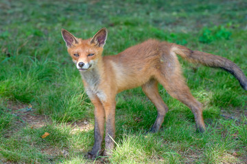 A lone fox pup in a green grassy field.