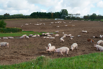 Free range pigs grazing