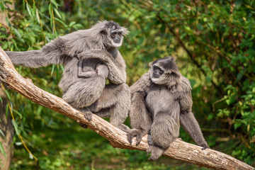 Family of silvery gibbons  with a newborn