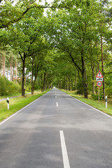 Road in forest