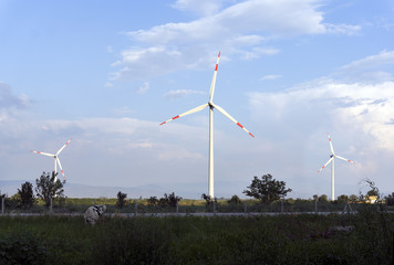 Fototapeta premium Electric energy windmills on a large field