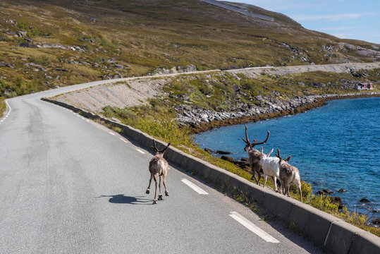 Fototapeta Reindeers in Finnmark, Norway.
