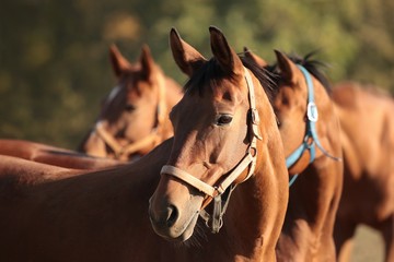 Horses in the meadow looking at the other horses