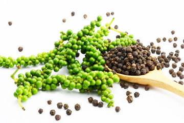 young pepper  on white background