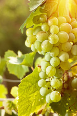 Grape of juicy delicious muscat. Abstract agriculture background