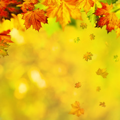 Autumnal fall. Abstract seasonal backgrounds