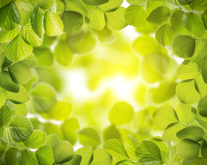 Fototapeta na wymiar Green leaves frame, Bright Background