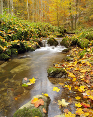 Herbstlicher Mischwald mit Bach 
