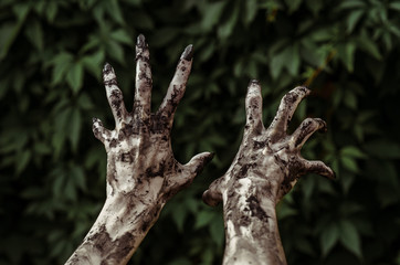 Horror and Halloween theme: Terrible zombie hands dirty with black nails reaches for green leaves,...
