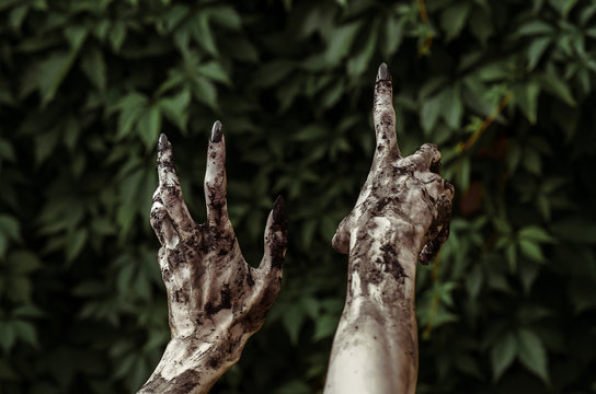 Horror and Halloween theme: Terrible zombie hands dirty with black nails reaches for green leaves, walking dead apocalypse, first-person view