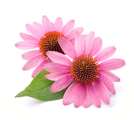 Obraz premium Echinacea flowers closeup