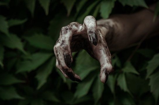 Horror and Halloween theme: terrible dirty hand with black fingernails zombie crawls out of green leaves, walking dead apocalypse