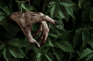 Horror and Halloween theme: terrible dirty hand with black fingernails zombie crawls out of green...