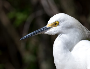 Egret head shot with dark background.