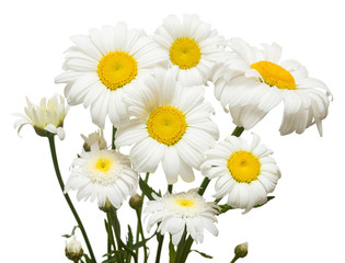 Bouquet of large white daisies