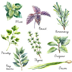 Watercolor collection of fresh herbs isolated. - obrazy, fototapety, plakaty