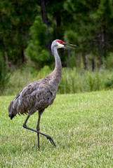 Obraz premium Sandhill Crane with green foliage background.