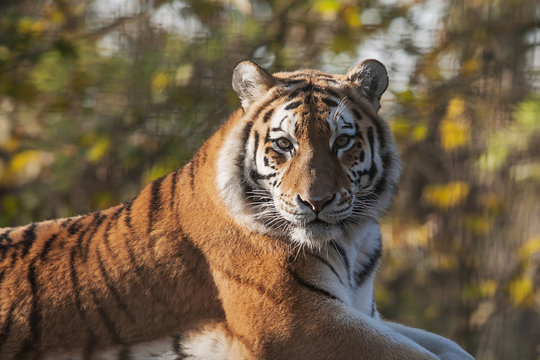 Resting Indian Tiger