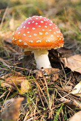 Red Toadstool