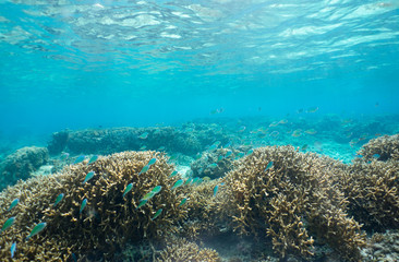 Fototapeta na wymiar Underwater tropical paradise full of healthy coral reef and colorful fish swimming around the turquoise water