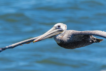 Brown Pelican in flight.