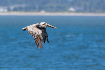 Fototapeta na wymiar Brown Pelican in flight.