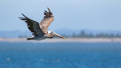 Brown Pelican in flight.