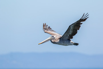 Brown Pelican in flight.