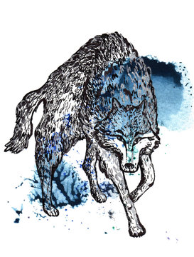 Wolf black and silver drawing on a blue green watercolor splash background.